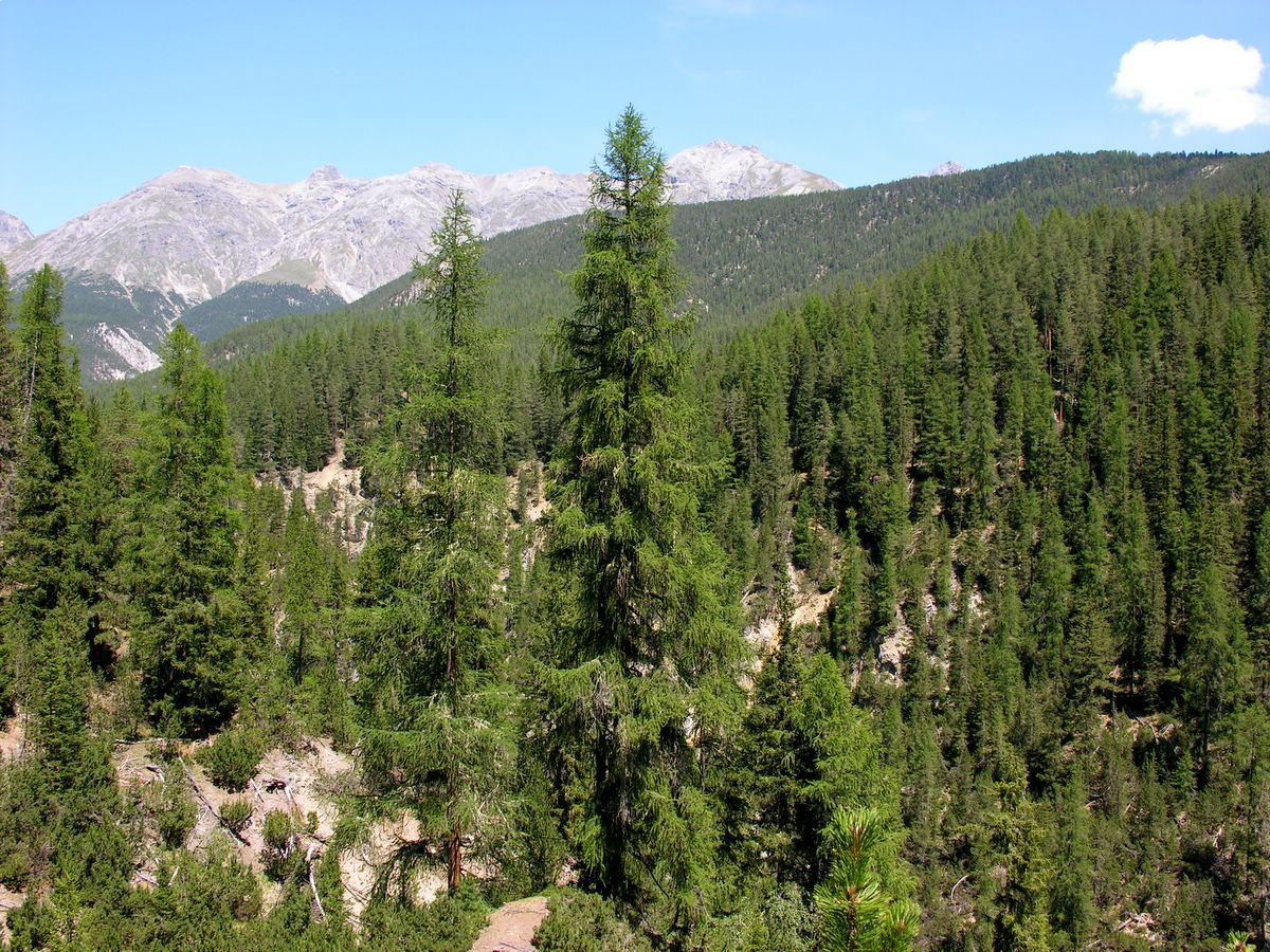 AmCham susţine protejarea fondului forestier şi atrage atenţia asupra Codului Silvic