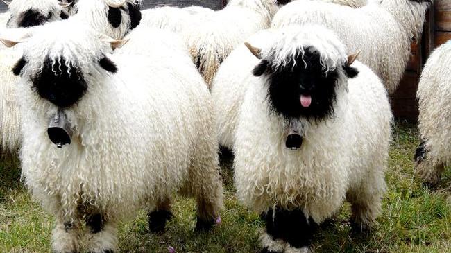 Iordania a interzis importul de ovine şi bovine din România