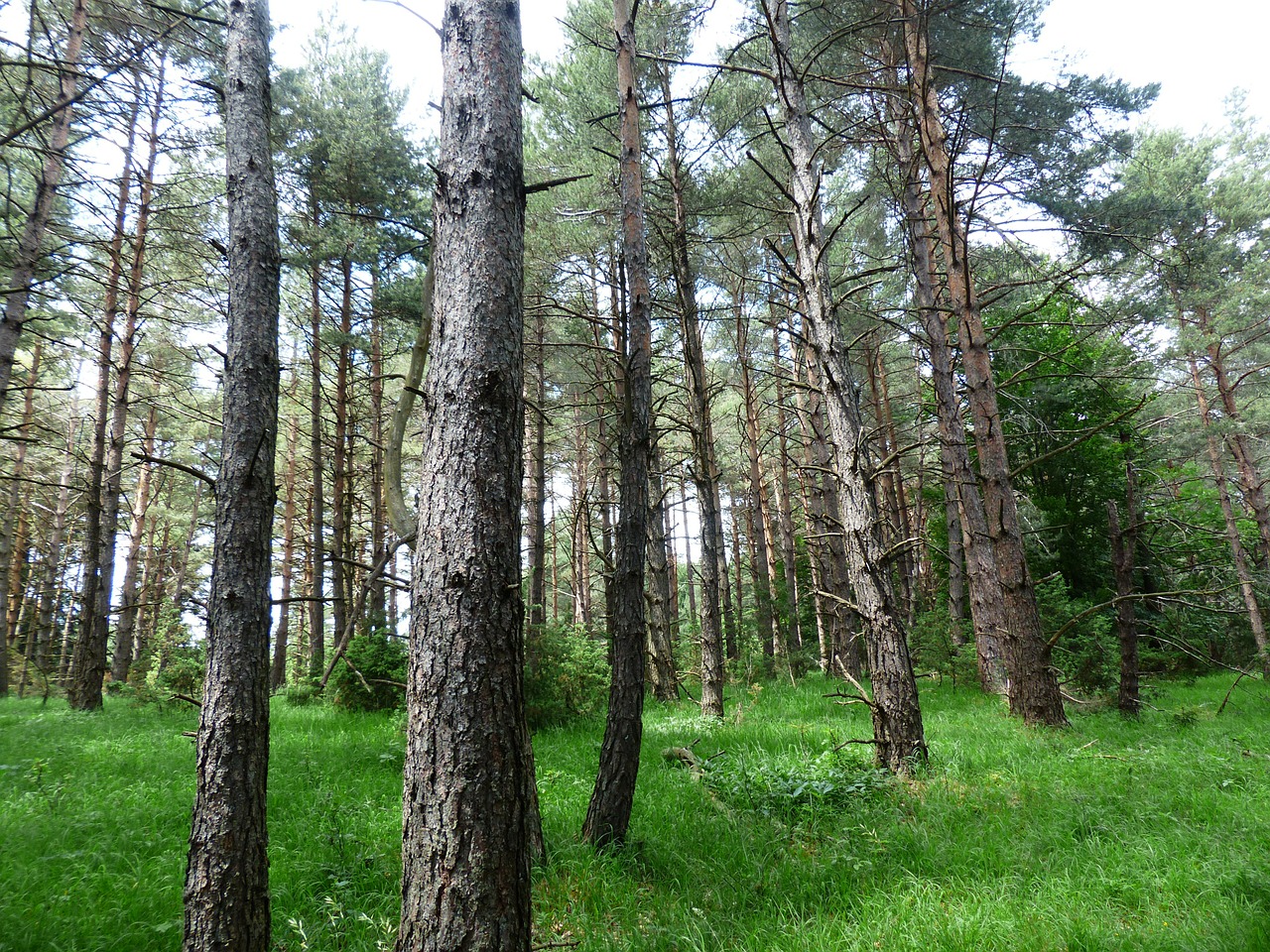 Holzindustrie Schweighofer încurajează protejarea pădurilor virgine și cvasi-virgine
