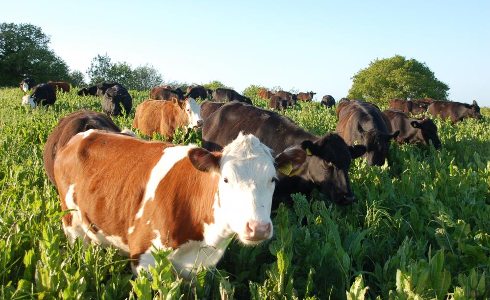 Scăderea efectivelor de animale a afectat zootehnia, sectorul critic al agriculturii româneşti