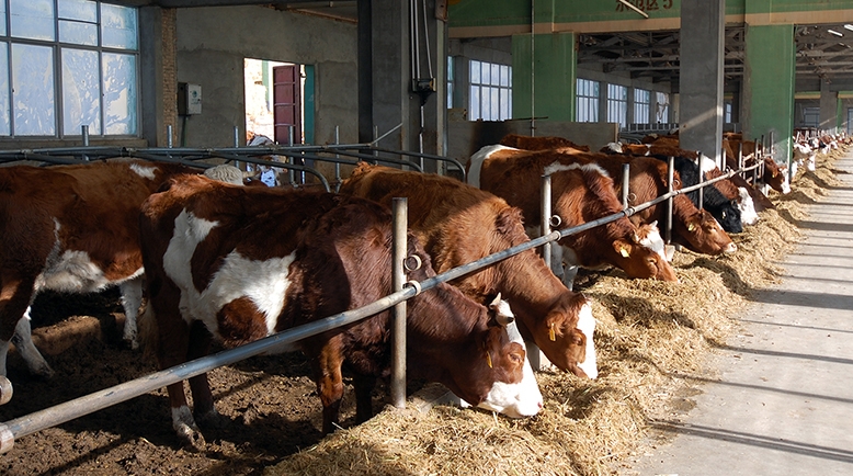 Diminuarea efectivelor de animale şi consecinţele ei Diminuarea efectivelor de animale şi consecinţele ei