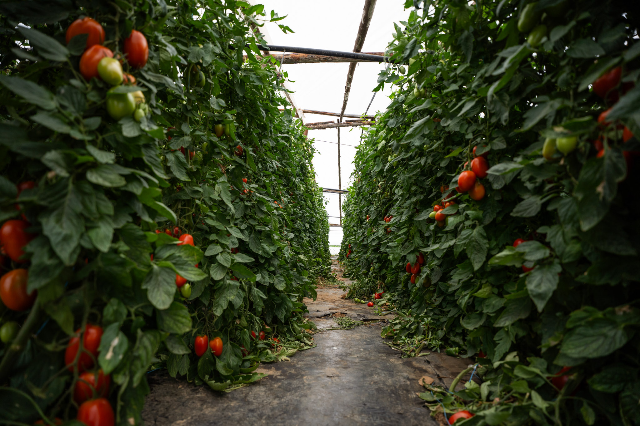 În primele trei săptămâni din iulie 2023, pe rafturile Lidl România s-au aflat verdețuri și fructe de pădure exclusiv de la producători români, 99% cartofi și ceapă românești, peste 95% roșii românești și peste 91% pepeni românești În primele trei săptămâni din iulie 2023, pe rafturile Lidl România s-au aflat verdețuri și fructe de pădure exclusiv de la producători români, 99% cartofi și ceapă românești, peste 95% roșii românești și peste 91% pepeni românești