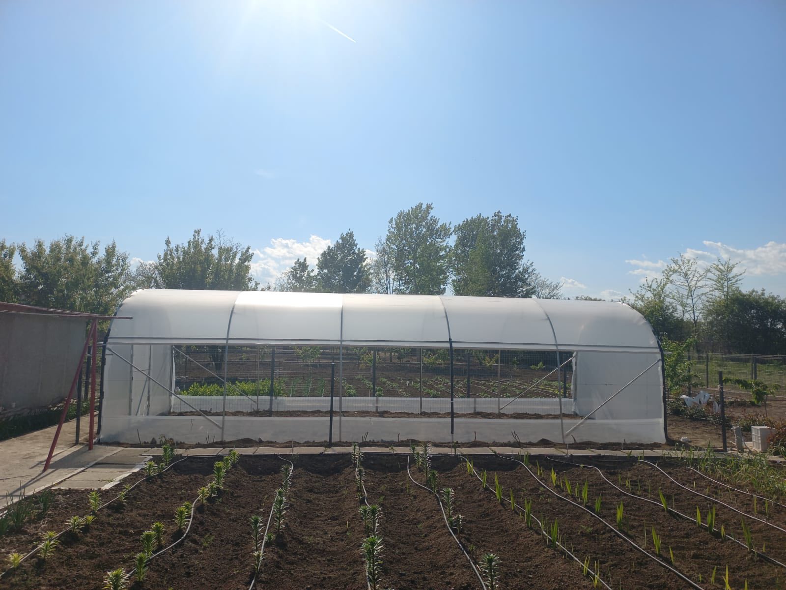 Șase din 10 tineri cultivă în solarii legume tradiționale, dar și plante și fructe exotice odată cu schimbarea climatică