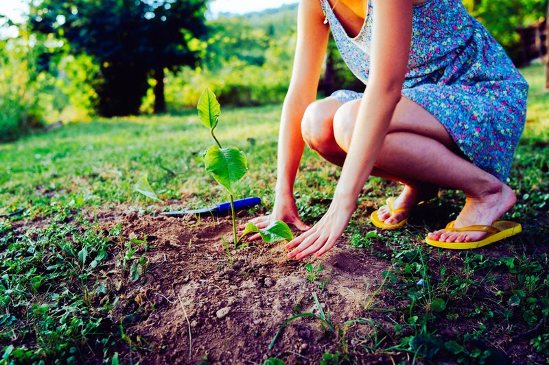 ING Bank sprijină grupul Rodbun cu o finanțare verde de 19,5 milioane de euro pentru extinderea pădurilor din România