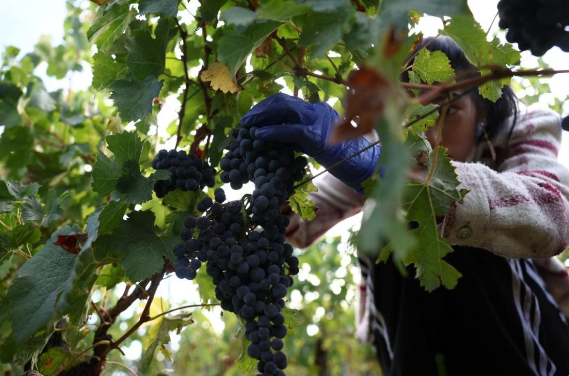 Europarlamentarii adoptă noi măsuri pentru protejarea și promovarea sectorului viticol din UE