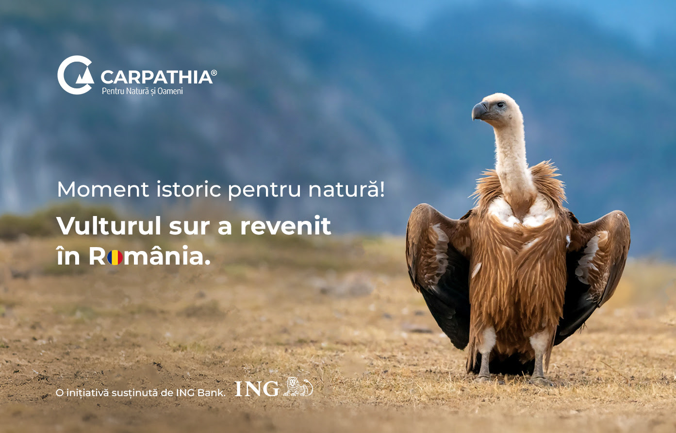 ING Bank: Vulturii suri revin în România după mai bine de 70 de ani. Primele 25 de exemplare au ajuns în Masivul Făgăraș ING Bank: Vulturii suri revin în România după mai bine de 70 de ani. Primele 25 de exemplare au ajuns în Masivul Făgăraș