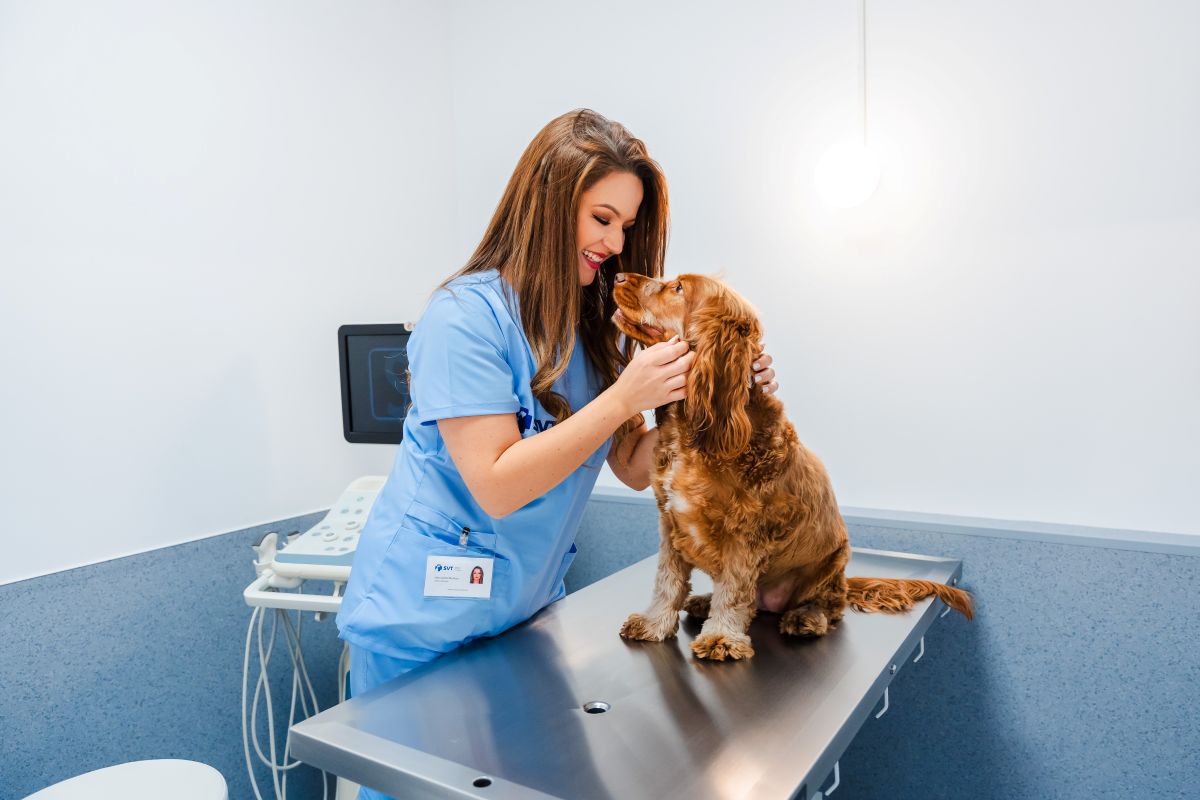 Nou la Iulius Town Timișoara. S-a deschis Spitalul Veterinar Transilvania Nou la Iulius Town Timișoara. S-a deschis Spitalul Veterinar Transilvania